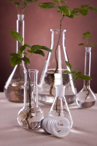 Ecologic laboratory, new source of energy! — Stock Photo, Image