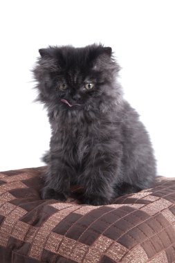 Genç longhair İngiliz kedi