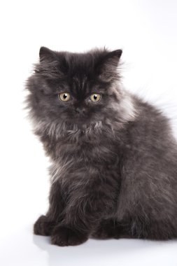 Genç longhair İngiliz kedi