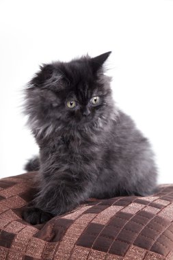 Genç longhair İngiliz kedi