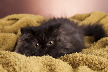 Genç longhair İngiliz kedi