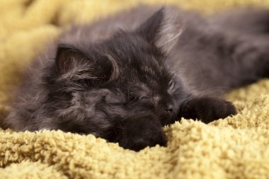 Genç longhair İngiliz kedi