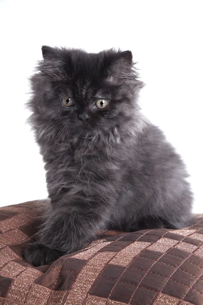 Молодий довгошерстий британський кіт — стокове фото