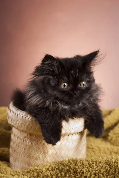 stock image Young longhair British cat