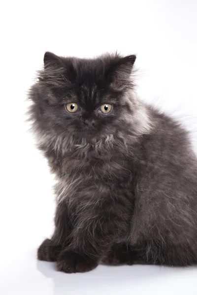 Young longhair British cat — Stock Photo, Image