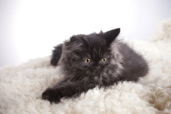 Young longhair British cat — Stock Photo, Image