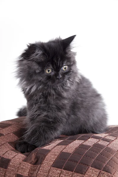 Fiatal, hosszú szőrű, brit macska — Stock Fotó