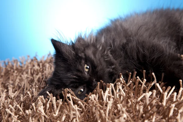 Jovem longhair britânico gato — Fotografia de Stock