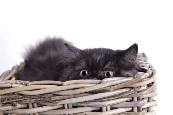 stock image Young longhair British cat