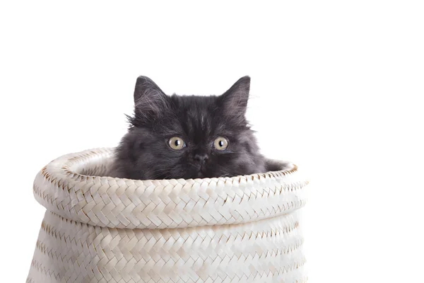 stock image Young longhair British cat