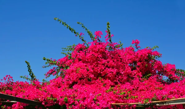 Roze bloem boom op straat in santorini — Stockfoto