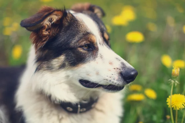 美しい犬の愛らしい肖像画 — ストック写真