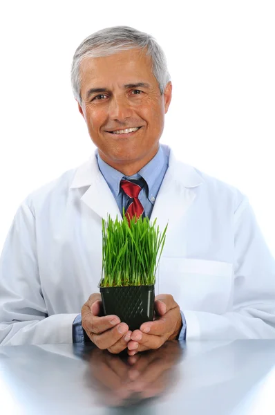 Scienziato con pianta coltivata in laboratorio — Foto Stock