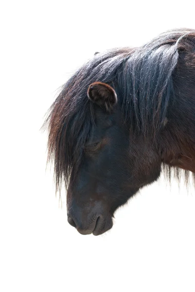 stock image Pony closeup