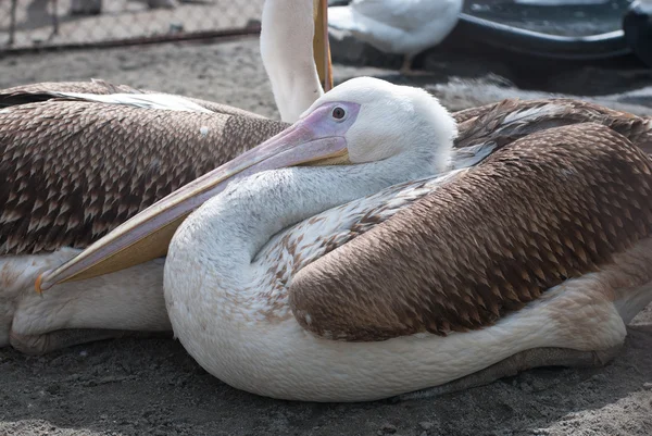 stock image Pelicans