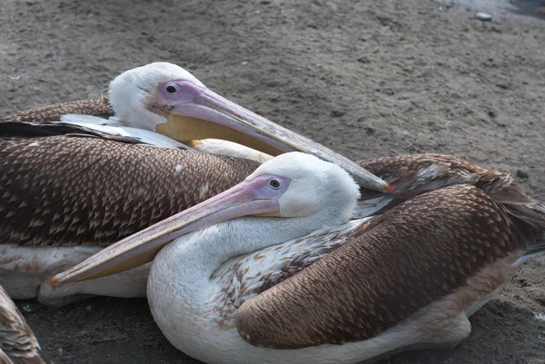 stock image Pelicans