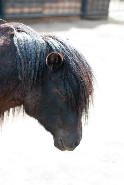 Pony close-up — Stockfoto