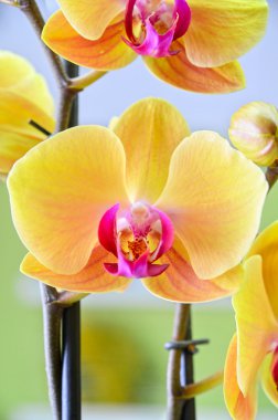 Sarı orkide portre