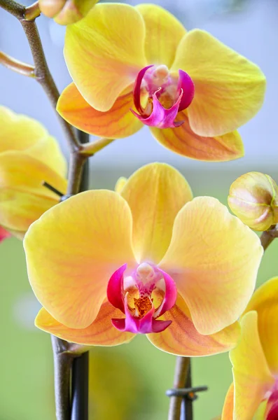 黄色の蘭のクローズ アップ — ストック写真