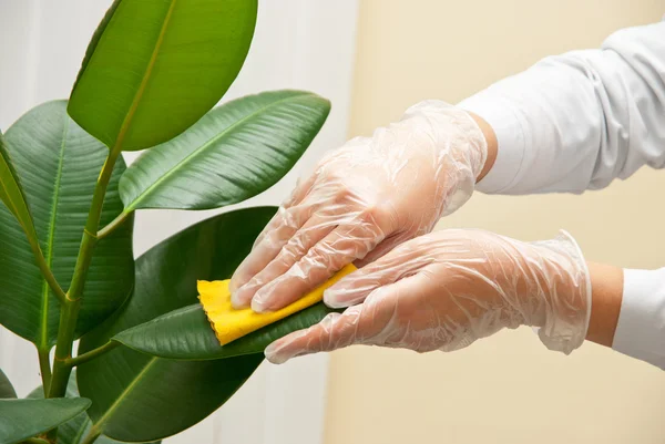 Cleaning ficus — Stock Photo, Image