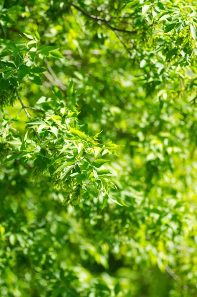 stock image Green leaves background