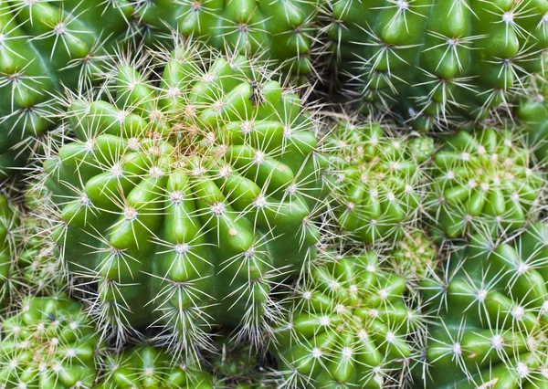 stock image Round Cactus Plant