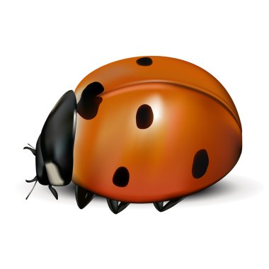 Ladybug clipart