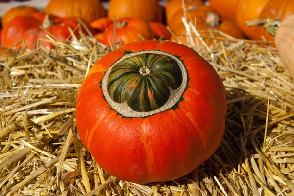 Striped green-orange pumpkin on the hay — Stock Photo, Image