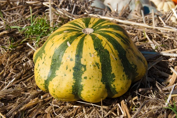 Green striped pumpkin on the hay — Stock Photo, Image