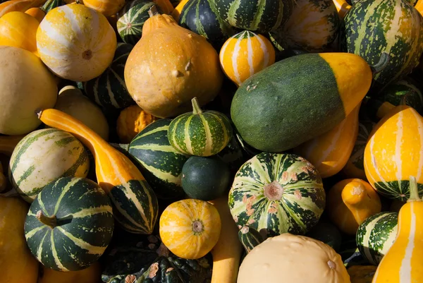 Pumpkin bale - yellow, green and striped pumpkins — Stock Photo, Image