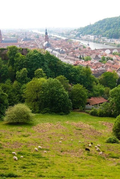 Schafe auf dem Hügel und in der Heidelberger Altstadt — Stockfoto