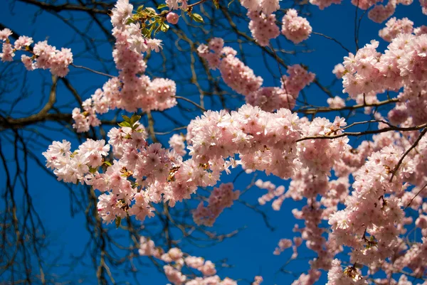 stock image Beautiful flowers on a tree