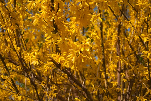 stock image Bright yellow bush in the spring