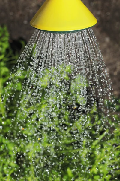 Watering — Stock Photo, Image