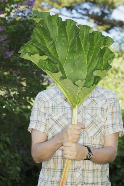 Rhubarb — Stock Photo, Image