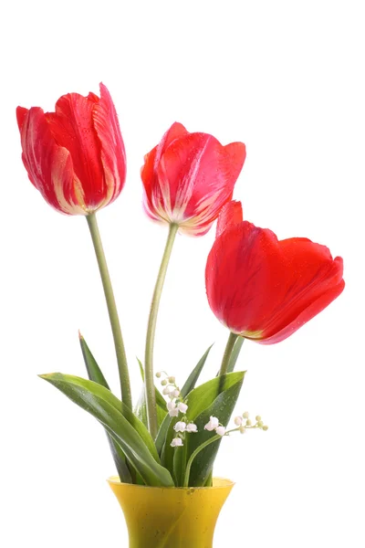 Rode tulpen op wit Stockfoto