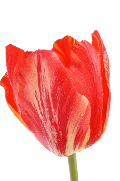 Rode tulip Rechtenvrije Stockfoto's
