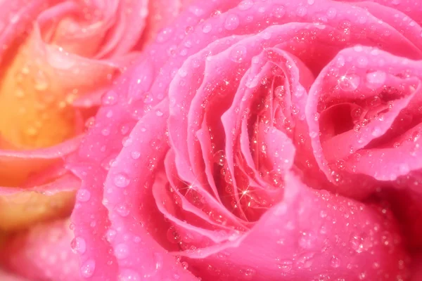 Όμορφο ροζ τριαντάφυλλο μακροεντολή — Φωτογραφία Αρχείου