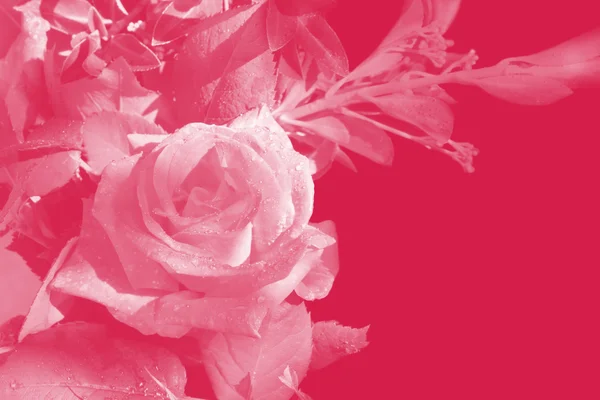 Floral κάρτα με ροζ τριαντάφυλλο τονισμένο — Φωτογραφία Αρχείου