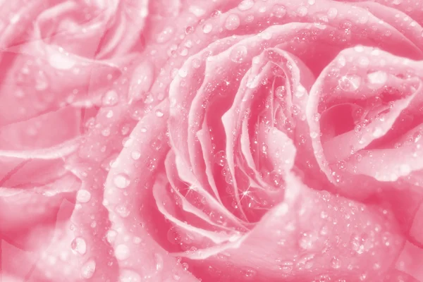 Elegante roze kaart Rechtenvrije Stockfoto's