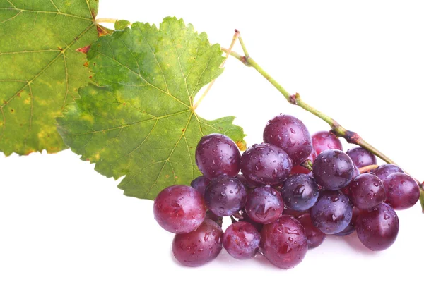 Purple grapes on white — Stock Photo, Image