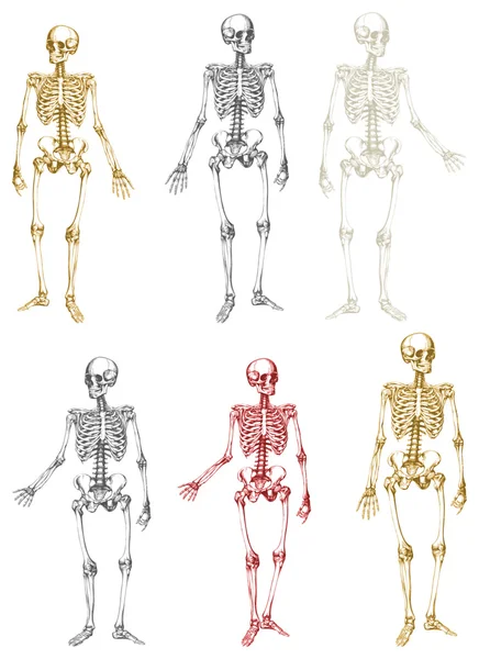 Esqueleto — Archivo Imágenes Vectoriales