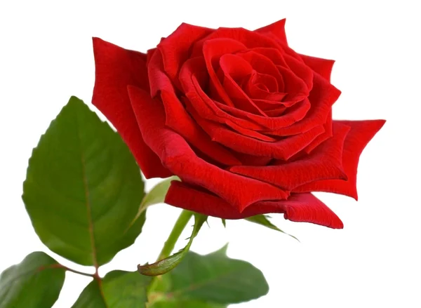 Rosa rossa — Foto Stock