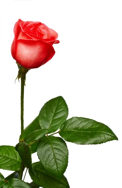 Jedna růže — Stock fotografie
