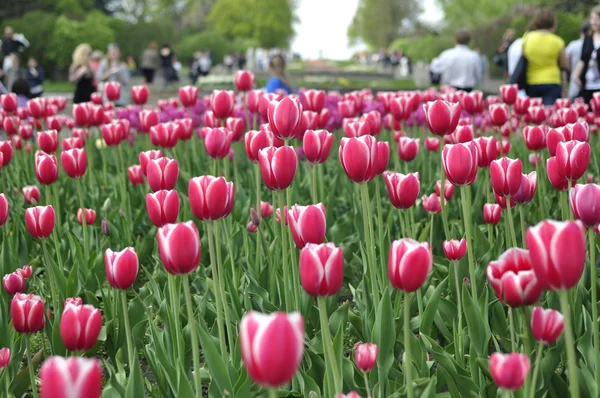 Avenue des tulipes — Photo