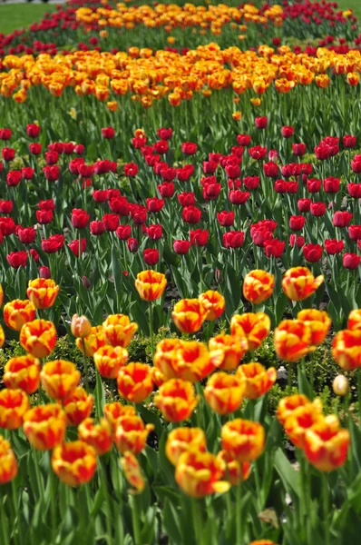 Avenida de los tulipanes — Foto de Stock