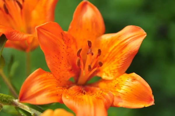 stock image Beautiful Red tiger lily