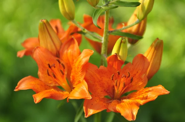 stock image Red tiger lily