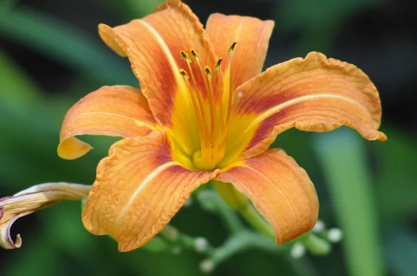 stock image Red tiger lily