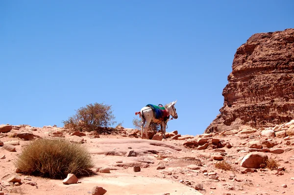 Petra, ciudad rocosa perdida de Jordania —  Fotos de Stock